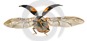Ladybug flying. Ladybird Harmonia axyridis Coleoptera: Coccinellidae. Isolated photo