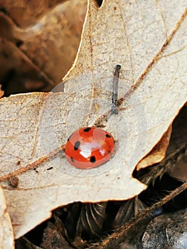 Ladybug in the forest