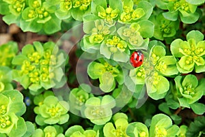 Ladybug on fresh foliage