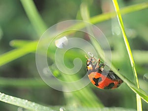 Ladybug on glass whit blur backgrounf photo