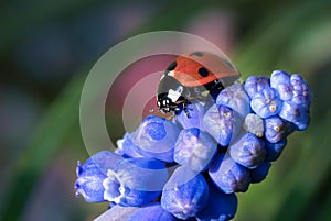 Ladybug on grape hyacinth flower