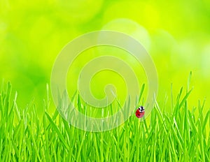 Ladybug on grass photo