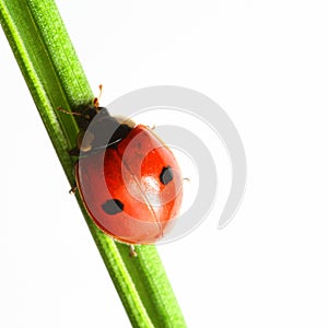 Ladybug on grass