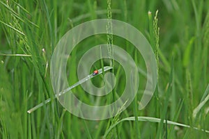 Ladybug and Grass
