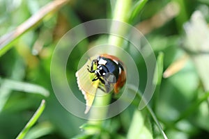 A ladybug on a grass blade