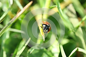 A ladybug on a grass blade