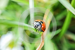 A ladybug on grass blade