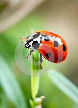 ladybug on the grass close-up. Selective focus.