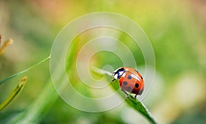 ladybug on the grass close-up. Selective focus.