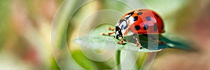 ladybug on the grass close-up. Selective focus.