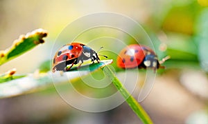 ladybug on the grass close-up. Selective focus.
