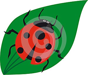 Ladybug on grass for concept