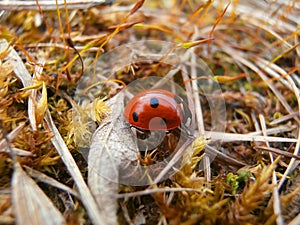 Ladybug in grass