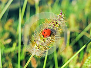 Ladybug on grass green on background