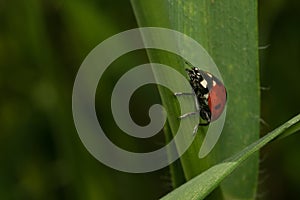 Ladybug grass insect closeup field macro detail
