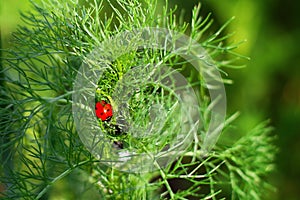 Ladybug on grass macro close up. ladybug sitting on a green plant sprout. Beautiful nature background with morning fresh grass and