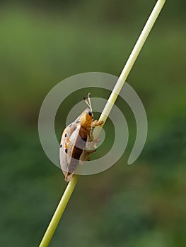 ladybug on grass stalk with blurr background.insect,animal,fauna.macro photography