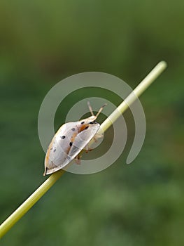 ladybug on grass stalk with blurr background.insect,animal,fauna.macro photography