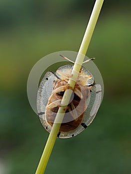 ladybug on grass stalk with blurr background.insect,animal,fauna.macro photography