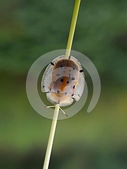 ladybug on grass stalk with blurr background.insect,animal,fauna.macro photography