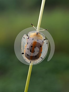 ladybug on grass stalk with blurr background.insect,animal,fauna.macro photography