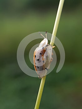 ladybug on grass stalk with blurr background.insect,animal,fauna.macro photography