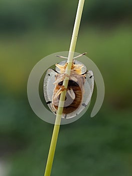 ladybug on grass stalk with blurr background.insect,animal,fauna.macro photography