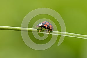 Ladybug on grass stem