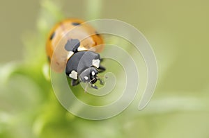 Ladybug on a green background