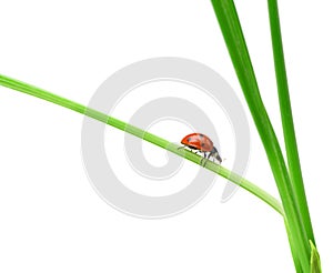Ladybug on a green blade of grass