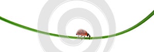 Ladybug on a green blade of grass