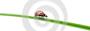 Ladybug on a green blade of grass