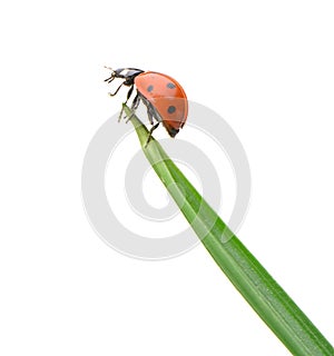 Ladybug on a green blade of grass