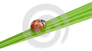 Ladybug on a green blade of grass