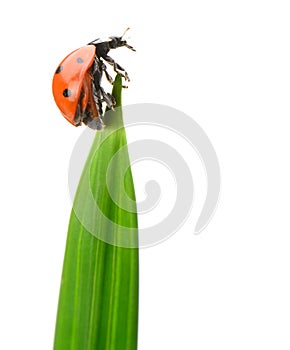 Ladybug on a green blade of grass