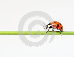 Ladybug on Green Blade of Grass Isolated on White