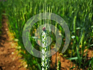 A  ladybug and the green ear of wheat