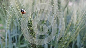 Ladybug in green fresh wheat field