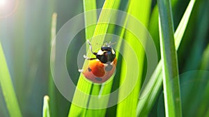 Ladybug on green Grass. Bright red ladybug on blade of green grass