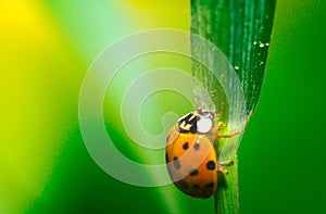 Ladybug on green grass macro close up
