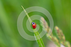 Ladybug on a green grass plant on the meadow in the nature.
