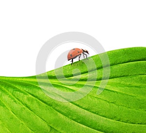 Ladybug on a green leaf