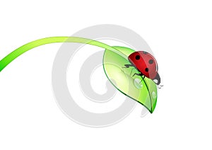 Ladybug on green leaf