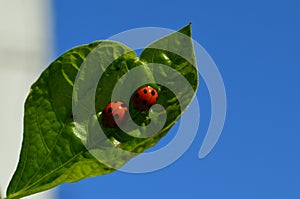 Ladybug on green leaf