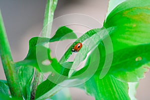 The ladybug on the green leaf