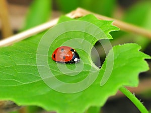 Ladybug on green leaf