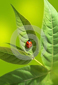 Ladybug on green leaf