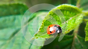 Ladybug and the  green leaf
