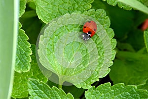 Ladybug on Green Nettle Leaf
