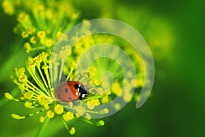 Ladybug on green leaf